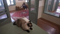 Di lantai 2 dan 3 ada 30 kucing ramah berkeliaran dengan bebas. 