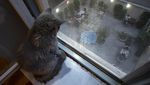 Pencinta Kucing Merapat, Ada Meowseum di Iran