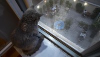 Meowseum ini terletak di gedung tua berlantai tiga. 
