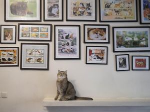 Pencinta Kucing Merapat, Ada Meowseum di Iran