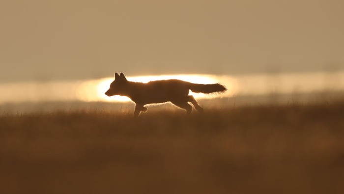 ZHANGJIAKOU, CHINA - JUNE 3, 2023 - A baby Corsac Fox is seen in Zhangjiakou, Hebei province, China, June 3, 2023. (Photo credit should read Shaowee / CFOTO/Future Publishing via Getty Images)