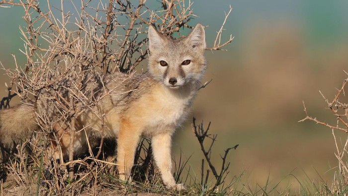 Potret Bayi Korsak, Spesies Rubah Bertubuh Mungil ZHANGJIAKOU, CHINA - JUNE 3, 2023 - A baby Corsac Fox is seen in Zhangjiakou, Hebei province, China, June 3, 2023. (Photo credit should read Shaowee / CFOTO/Future Publishing via Getty Images)