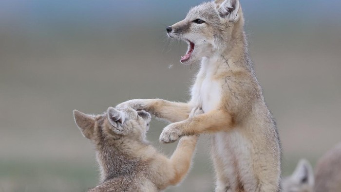 ZHANGJIAKOU, CHINA - JUNE 3, 2023 - A baby Corsac Fox is seen in Zhangjiakou, Hebei province, China, June 3, 2023. (Photo credit should read Shaowee / CFOTO/Future Publishing via Getty Images)