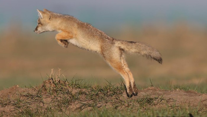 ZHANGJIAKOU, CHINA - JUNE 3, 2023 - A baby Corsac Fox is seen in Zhangjiakou, Hebei province, China, June 3, 2023. (Photo credit should read Shaowee / CFOTO/Future Publishing via Getty Images)
