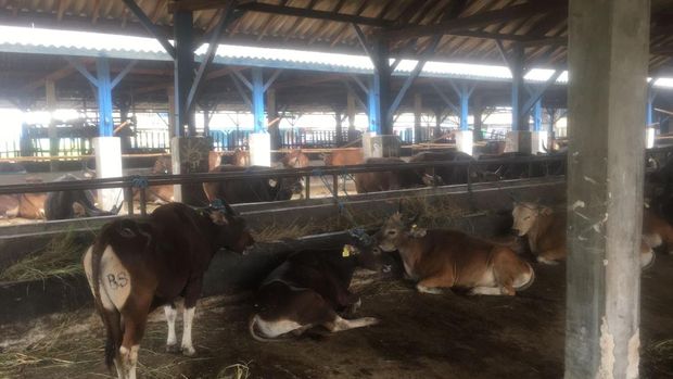 Ramainya pembeli ini ada di Andini Sakti yang merupakan salah satu tempat pusat hewan kurban di Cikarang Barat, Kabupaten Bekasi. (Muhammad Fariz At Thariq/detikcom)