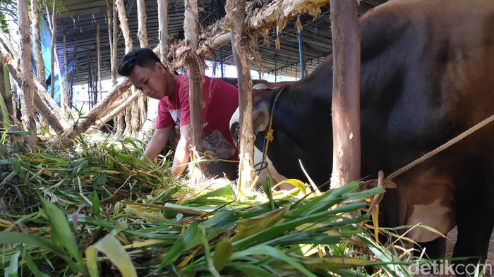 Nanang Abas, pedagang sapi di Palembang, sedang melayani pembeli sapi.