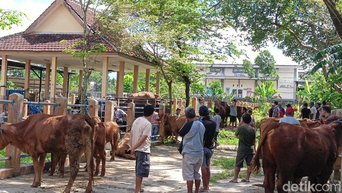 Wabah LSD Pengaruhi Penjualan Sapi di Blitar Jelang Idul Adha
