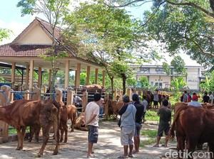 Wabah Lumpy Skin Disease Pengaruhi Penjualan Sapi di Blitar Jelang Idul Adha