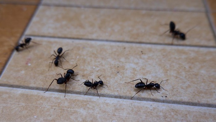A closeup of ants on the floor