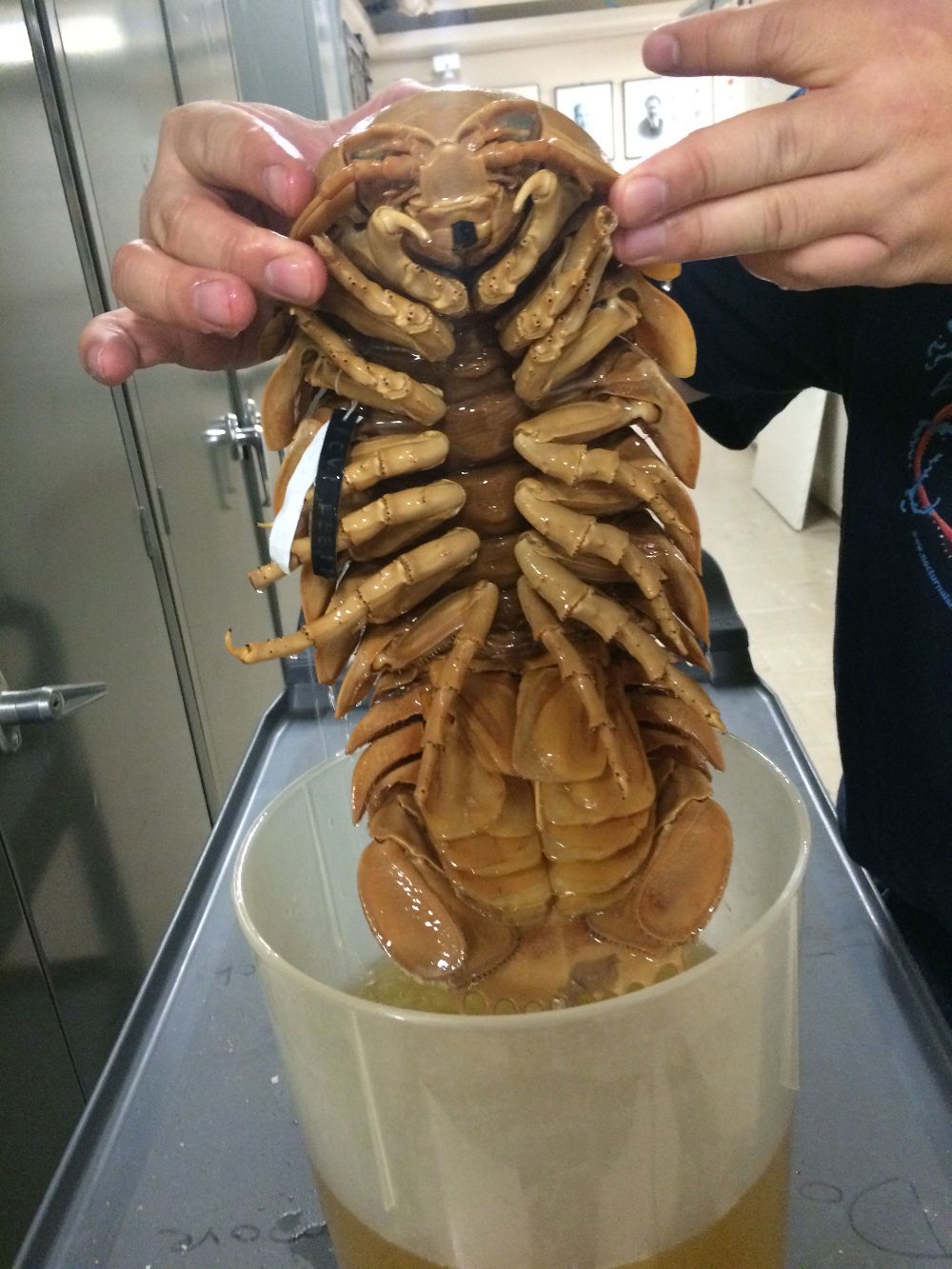5 Fakta Menarik Isopod, 'Kecoa' Raksasa yang Jadi Topping Ramen