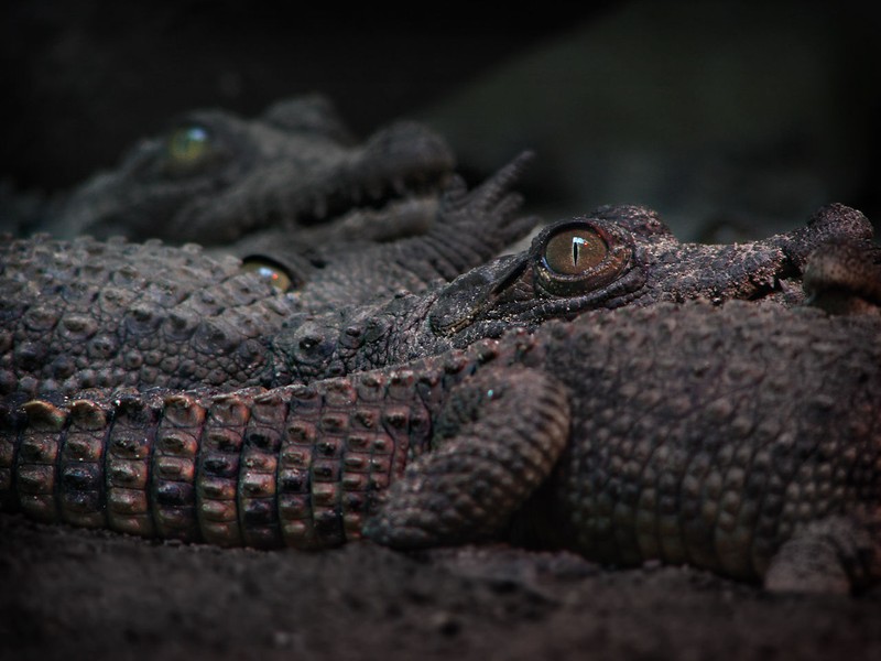 Bayi buaya Amerika (Crocodylus Acutus).