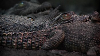 Di tahun 2023, ilmuwan menyaksikan kasus kelahiran virgin dari seekor buaya. Setelah dipisahkan 16 tahun dari pejantan, betina buaya Amerika (Crocodylus acutus) memproduksi 14 telur. Hanya tujuh yang berkembang saat diinkubasi, namun hanya satu yang menjadi fetus. Malang, bayi buaya itu mati saat menetas. Menariknya, analisis DNA pada fetus itu menyatakan lebih dari 99,9% genetiknya cocok dengan sang ibu. Foto: Nevit Dilmen