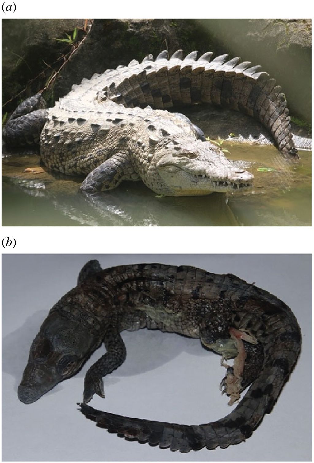 Bayi buaya Amerika (Crocodylus Acutus).