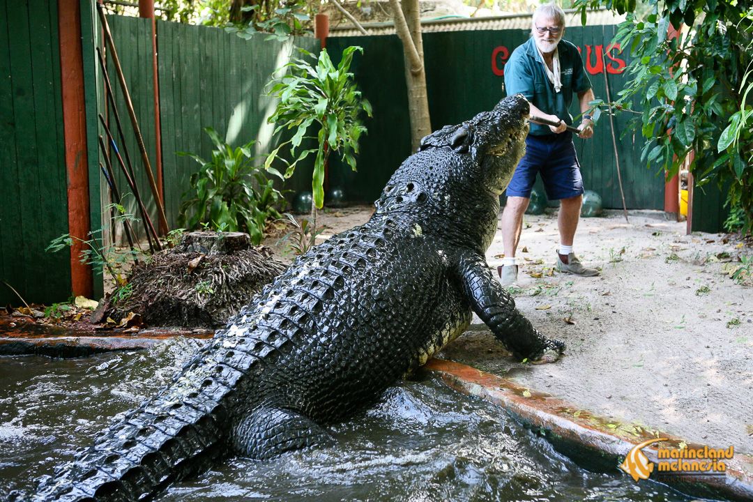 Cassius, buaya penangkaran terbesar di dunia sejak 2011.