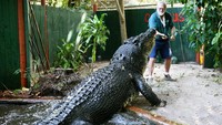 Tidak hanya sangat tua, Cassius juga memegang Rekor Dunia Guinness sejak 2011 untuk buaya terbesar di penangkaran.