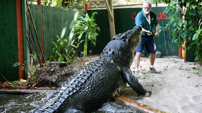 Cassius, buaya penangkaran terbesar di dunia sejak 2011.