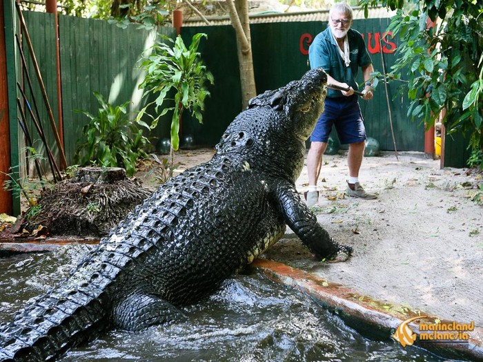 Cassius, buaya penangkaran terbesar di dunia sejak 2011.