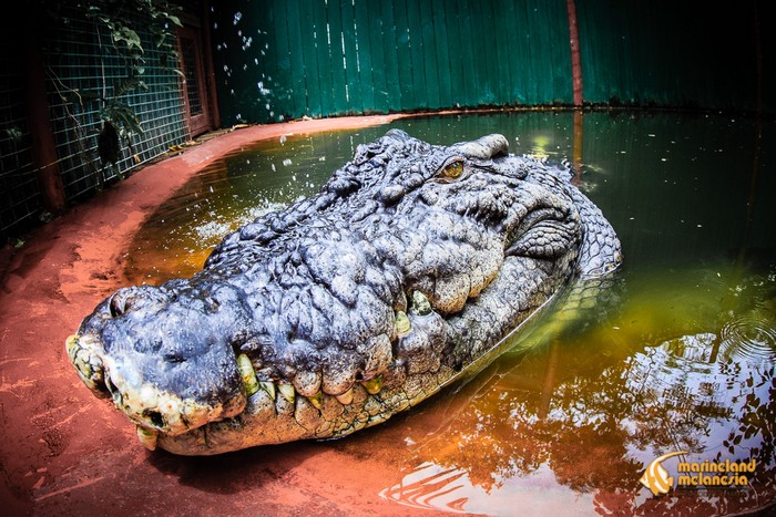 Cassius, buaya penangkaran terbesar di dunia sejak 2011.