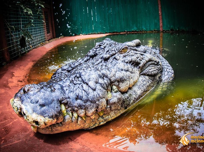 Cassius, buaya penangkaran terbesar di dunia sejak 2011.