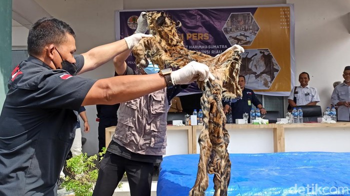 Foto: Kulit harimau yang disita dari kedua pelaku (Raja Adil Siregar/detikSumut)