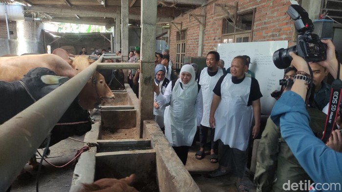 Gubernur Khofifah Pastikan Stok Hewan Kurban