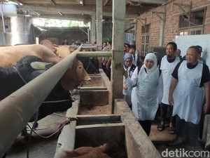 251 Ekor Sapi di Sidoarjo Terserang LSD, Khofifah Gelontor 250 Ribu Vaksin