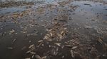 Ikan-ikan Mati Akibat Kekurangan Air di Bendungan Kakhovka yang Jebol