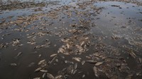 Ikan mati terlihat di dasar waduk Nova Kakhovka yang dikeringkan setelah bendungan Nova Kakhovka jebol, di tengah serangan Rusia terhadap Ukraina, di desa Marianske di wilayah Dnipropetrovsk, Ukraina, Rabu (7/6/2023).  