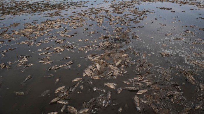 Ikan-ikan Mati Akibat Kekurangan Air di Bendungan Kakhovka yang Jebol Dead fish are seen on the drained bottom of the Nova Kakhovka reservoir after the Nova Kakhovka dam breached, amid Russia's attack on Ukraine, in the village of Marianske in Dnipropetrovsk region, Ukraine June 7, 2023. REUTERS/Sergiy Chalyi