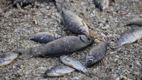 Ribuan ikan mati terdampar di tepi waduk Kakhovka setelah penghancuran bendungan besar era Soviet, di bagian selatan Ukraina yang dikuasai Rusia.