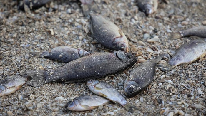 Dead fish are seen on the drained bottom of the Nova Kakhovka reservoir after the Nova Kakhovka dam breached, amid Russias attack on Ukraine, in the village of Marianske in Dnipropetrovsk region, Ukraine June 7, 2023. REUTERS/Sergiy Chalyi