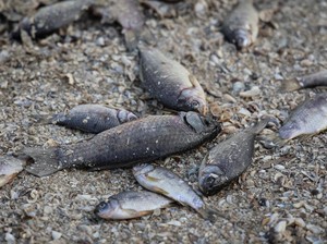 Viral Ikan-ikan di Situ Rawa Jejeg Mati Diduga Tercemar, DLH Bogor Telusuri