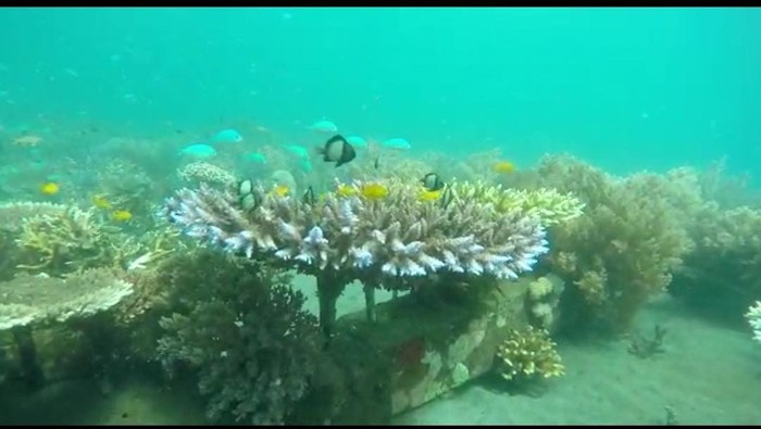 ikan nemo