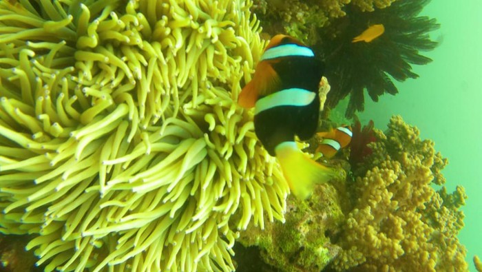 ikan nemo