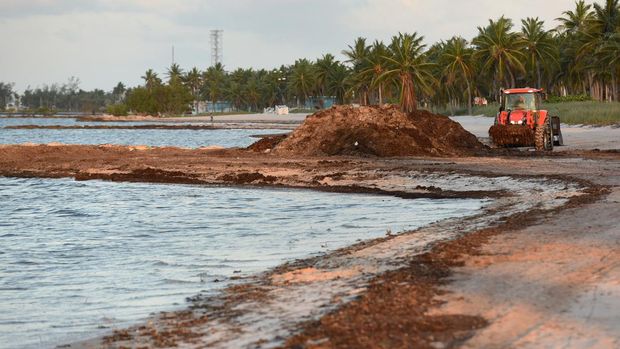 KEY WEST, FLORIDA, UNITED STATES - MAY 8: A  worker uses a front end loader to remove seaweed from the beach on May 8, 2023 in Key West, Florida. Scientists have reported that an usually large mass of Sargassum seaweed for this time of year has formed in the Atlantic Ocean and is possibly headed for the Florida coastline. (Photo by Paul Hennessy/Anadolu Agency via Getty Images)