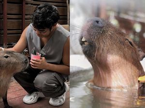 Masbro! Ada Kafe Khusus Capybara yang Imut dan Menggemaskan