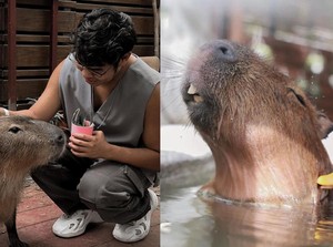 Masbro! Ada Kafe Khusus Capybara yang Imut dan Menggemaskan