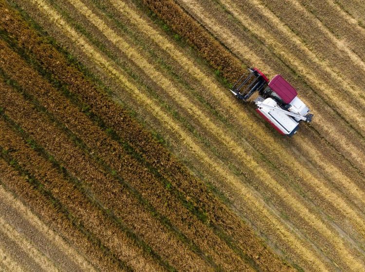 Melihat Panen Jelai di Korea Selatan