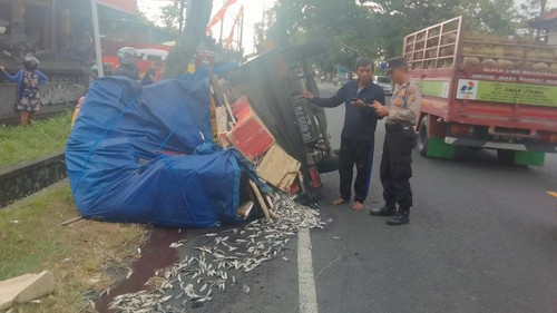 Mobil pikap yang mengangkut ikan terlibat kecelakaan tunggal di Jalan Denpasar-Gilimanuk, Desa Mendoyo Dangin Tukad, Kecamatan Mendoyo, Kabupaten Jembrana, Bali, Kamis (8/6/2023). (Foto: Istimewa)