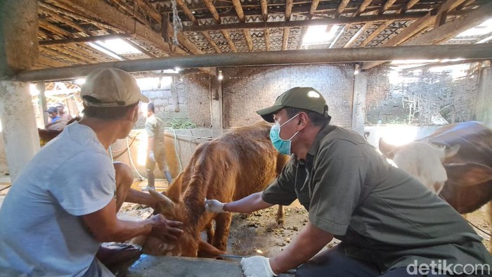 peternak sapi di banyuwangi
