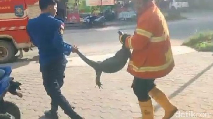 Petugas mengevakuasi biawak dari dalam kantor di Kisaran, Asahan.
