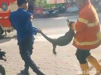 Biawak Ngumpet di Plafon Rumah Gunungkidul, Sempat Makan Anak Ayam