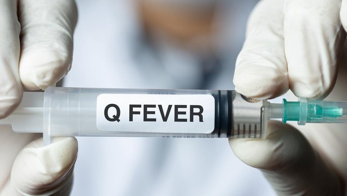 Q Fever