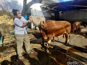 Kenali Ciri Daging Hewan Kurban yang Terkena LSD dan PMK