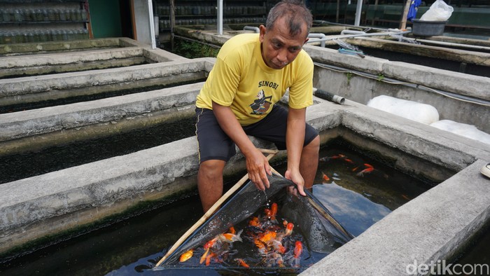 Swalayan Ikan Hias di Mojokerto milik Endik Arisanto