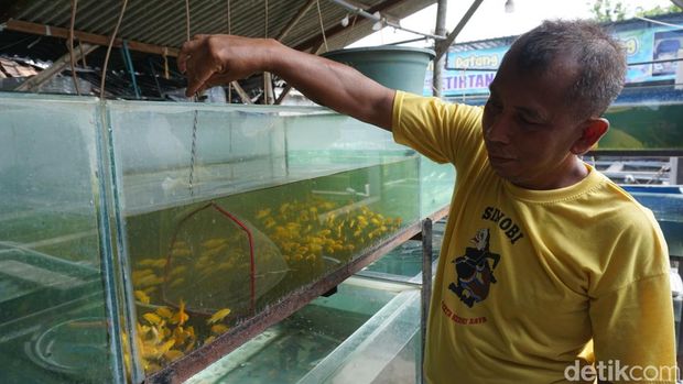Swalayan Ikan Hias di Mojokerto milik Endik Arisanto