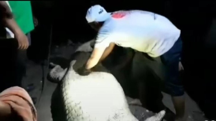 Warga saat tengah membelah perut buaya. (Foto: Istimewa)