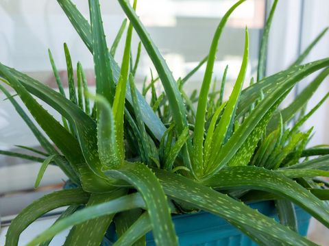 Aloe Vera plant