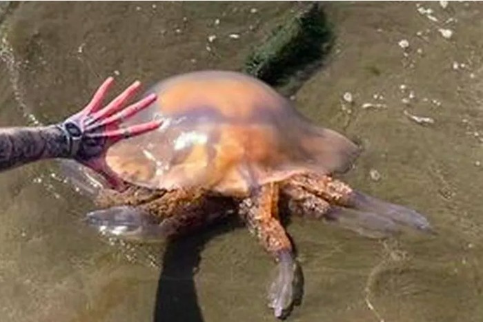 Barrel Jellyfish sebesar ban ditemukan di Pantai Skotlandia