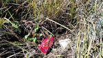 Kutang-Botol Miras di Rumput-Semak Gunung Bromo